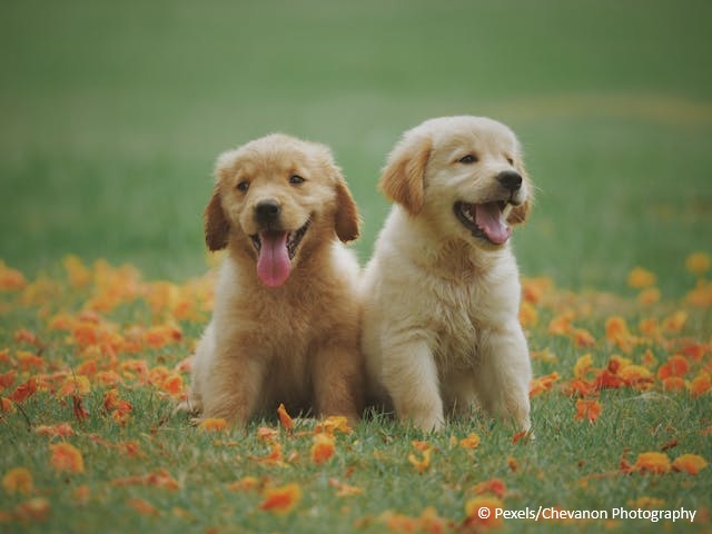 Kaksi kultaisennoutajan pentua istumassa vierekkäin nurmikolla.